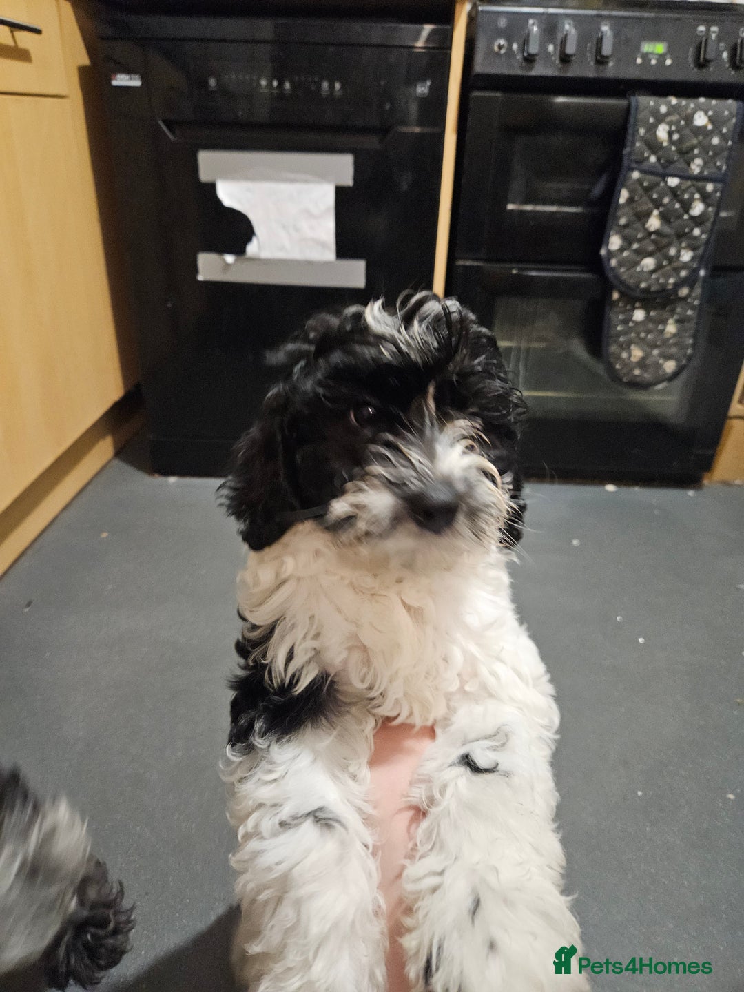 Maltipoo dogs for sale: 1 beautiful boy left! - Image 2