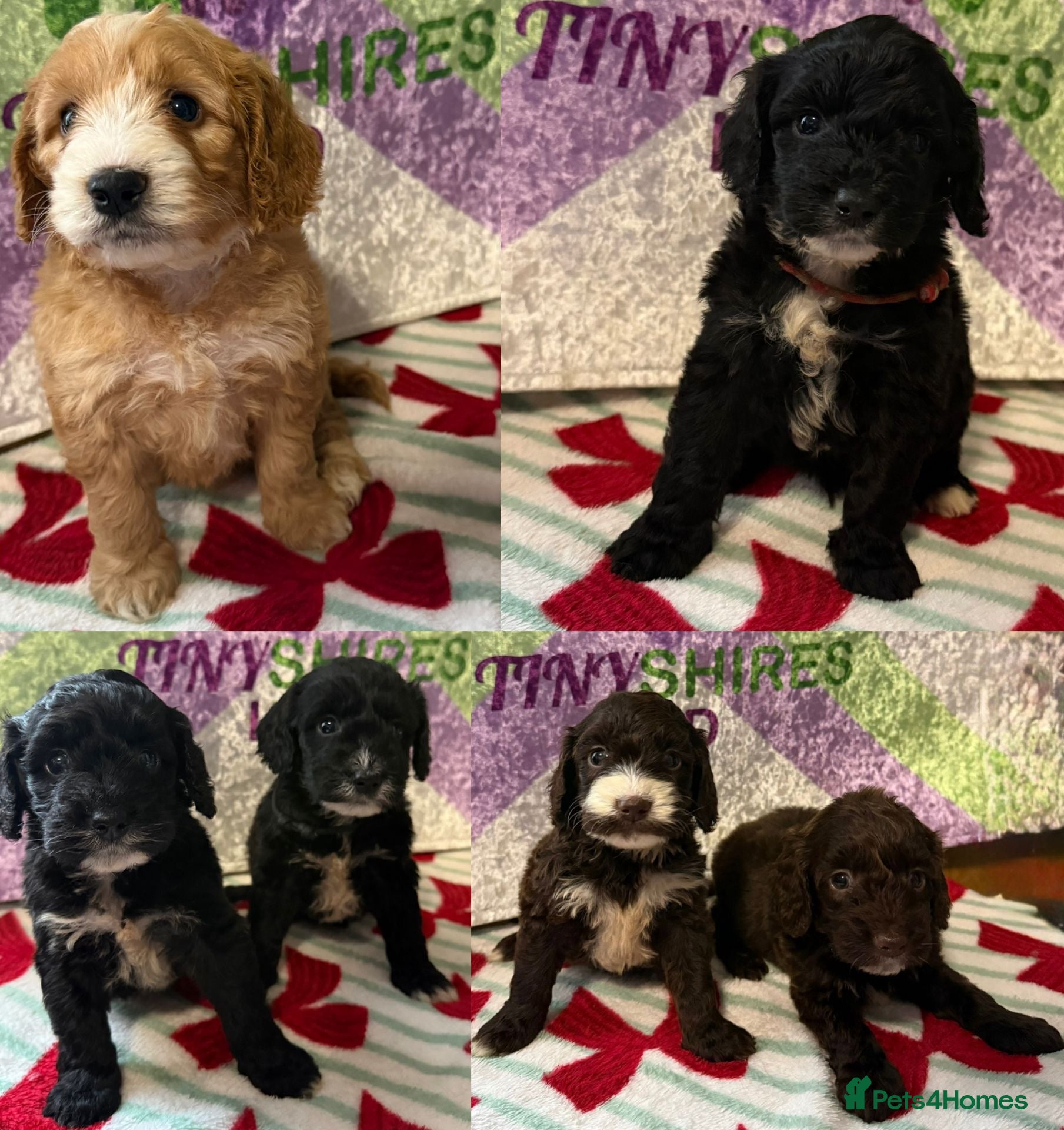 Cockapoo dogs F1 mini cockapoo fox red boy  dna health tested  - Advert 14