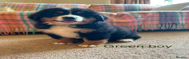 Bernese Mountain Dog 1