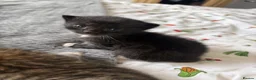 Mixed Breed cats for sale: 8 beautiful kittens for sale❤️ - Advert 14