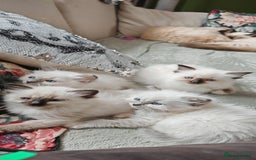 Ragdoll cats for sale: The last three cuddles - Image 1