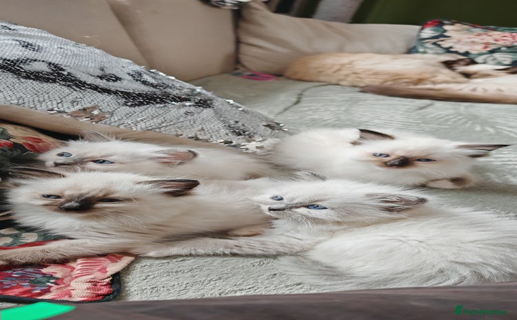 Ragdoll cats - Advert 2