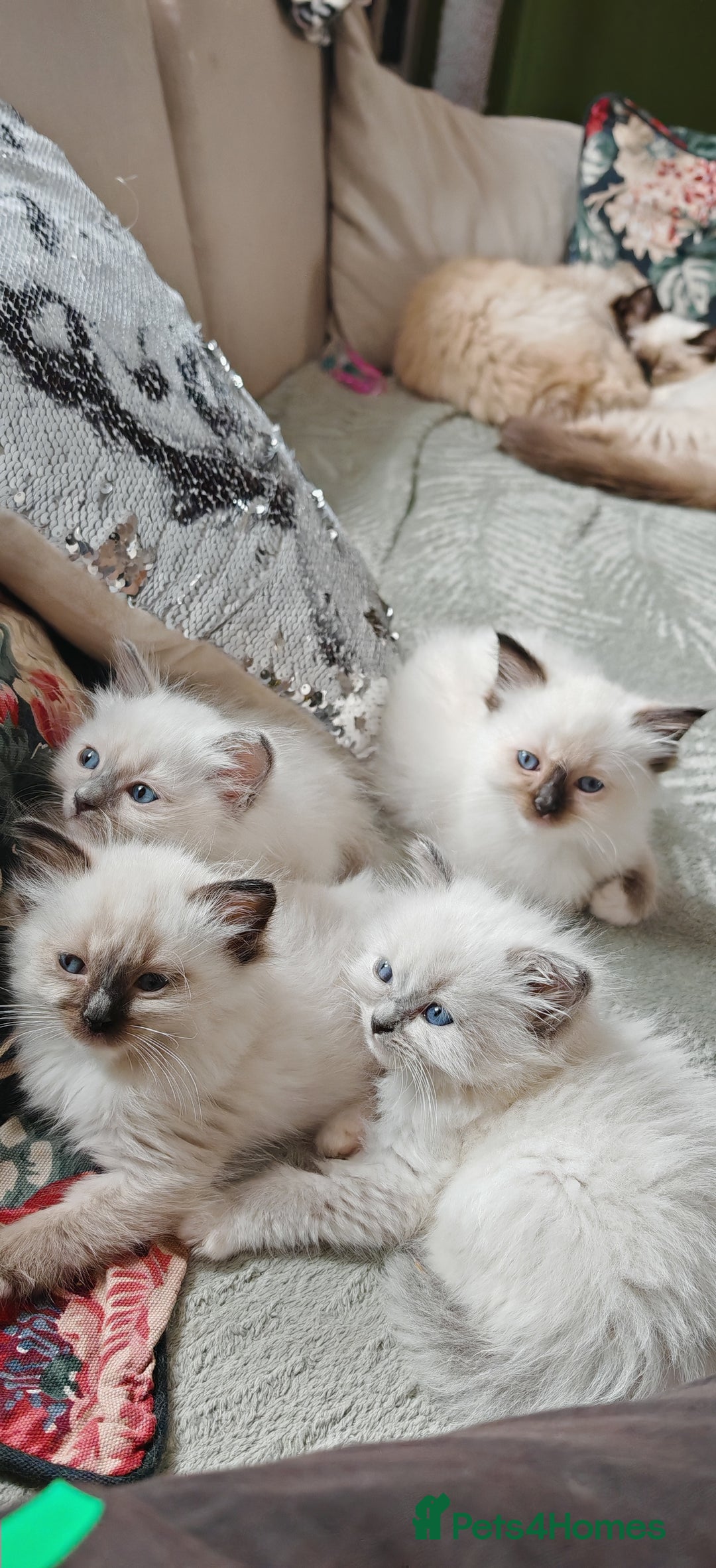 Ragdoll cats for sale: The last three cuddles - Image 1