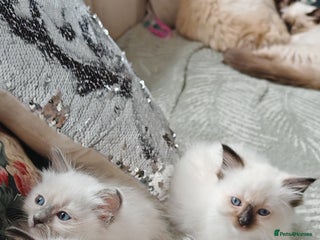 Ragdoll cats - Advert 26