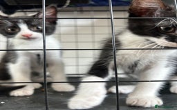 British Shorthair cats for sale: 2 boys 2 girls - Image 7