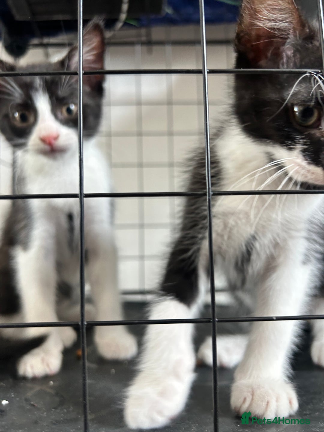 British Shorthair cats for sale: 2 boys 2 girls - Image 7