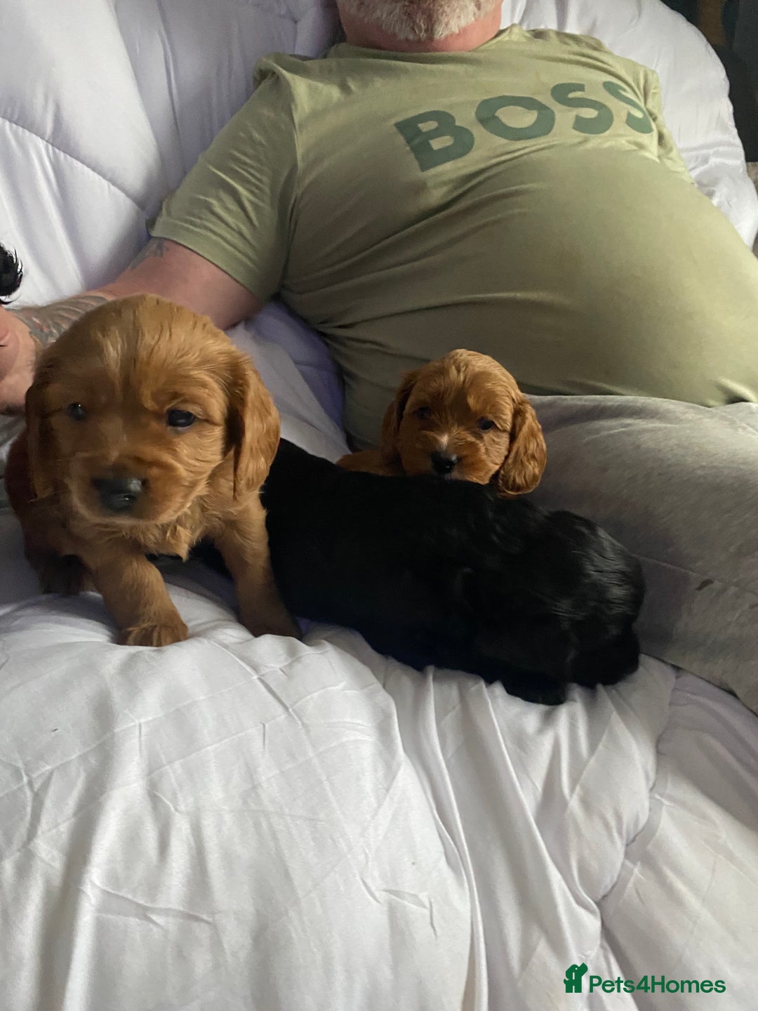 Cavapoo dogs for sale: Stunning cavapoo pups  - Advert 7