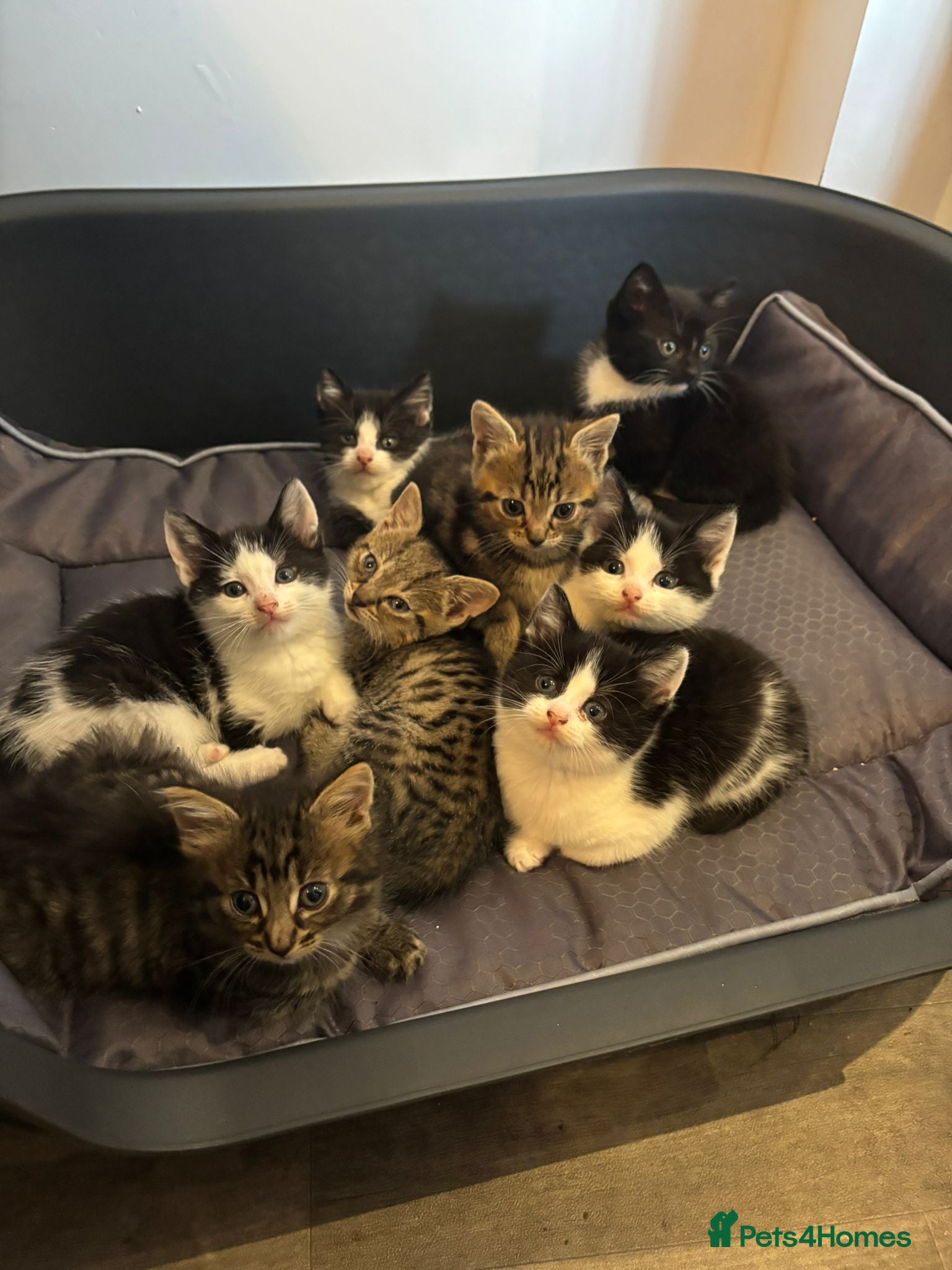 Mixed Breed cats  Adorable Kittens Looking for Their Forever Homes - Advert 3