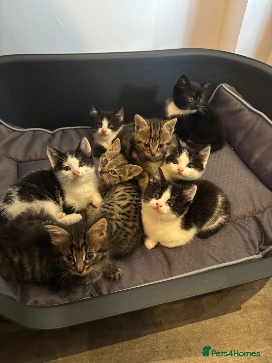 Mixed Breed cats for sale:  Adorable Kittens Looking for Their Forever Homes - Advert 1