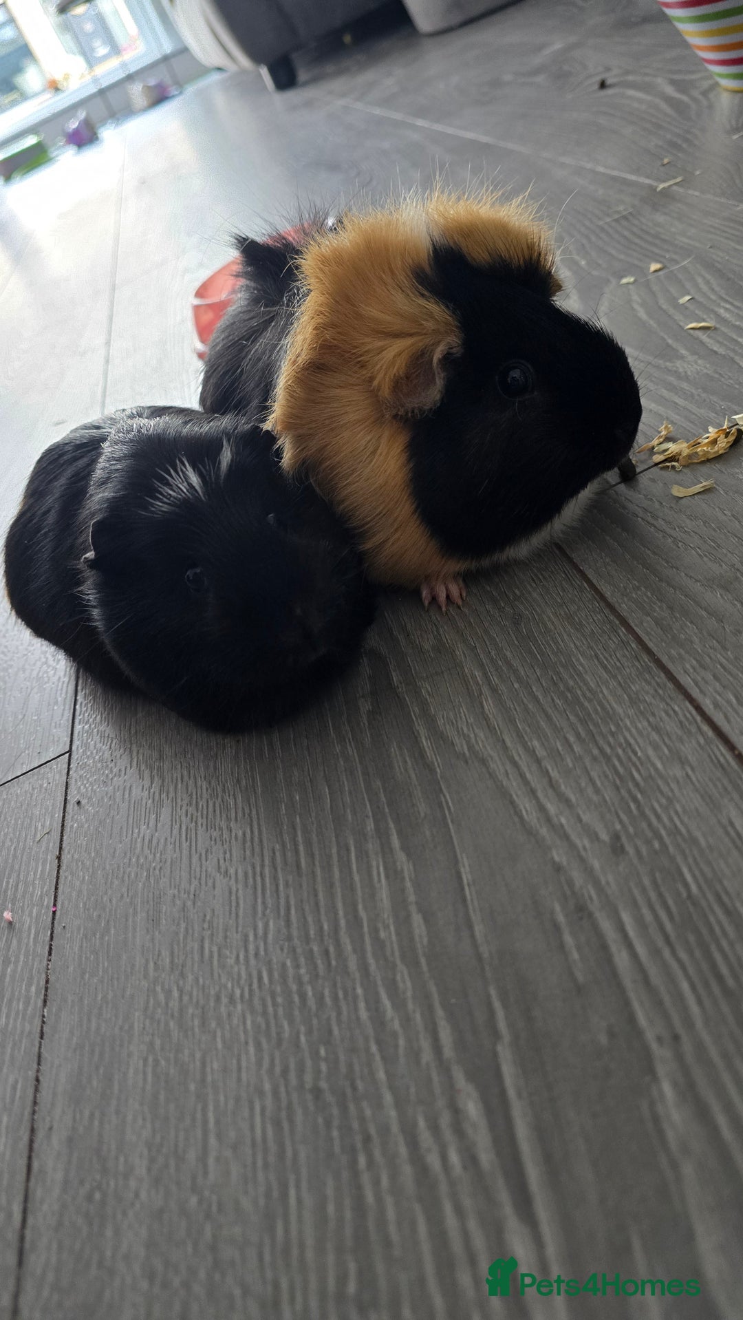 Guinea Pig rodents for sale: 2 female guinea pigs  - Advert 1