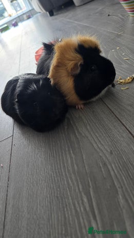 Guinea Pig rodents 2 female guinea pigs - Advert 2