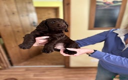 Cocker Spaniel dogs for sale: Kennel Club registered working Cocker Spaniels - Image 15