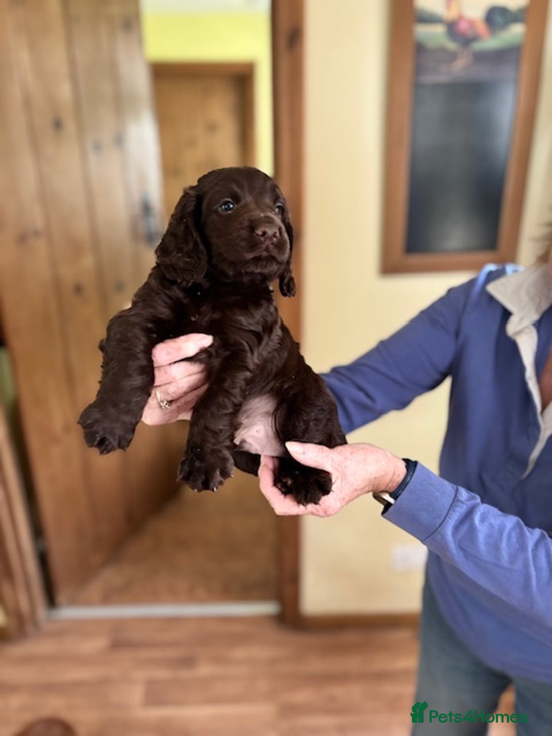 Cocker Spaniel dogs for sale: Kennel Club registered working Cocker Spaniels - Image 15