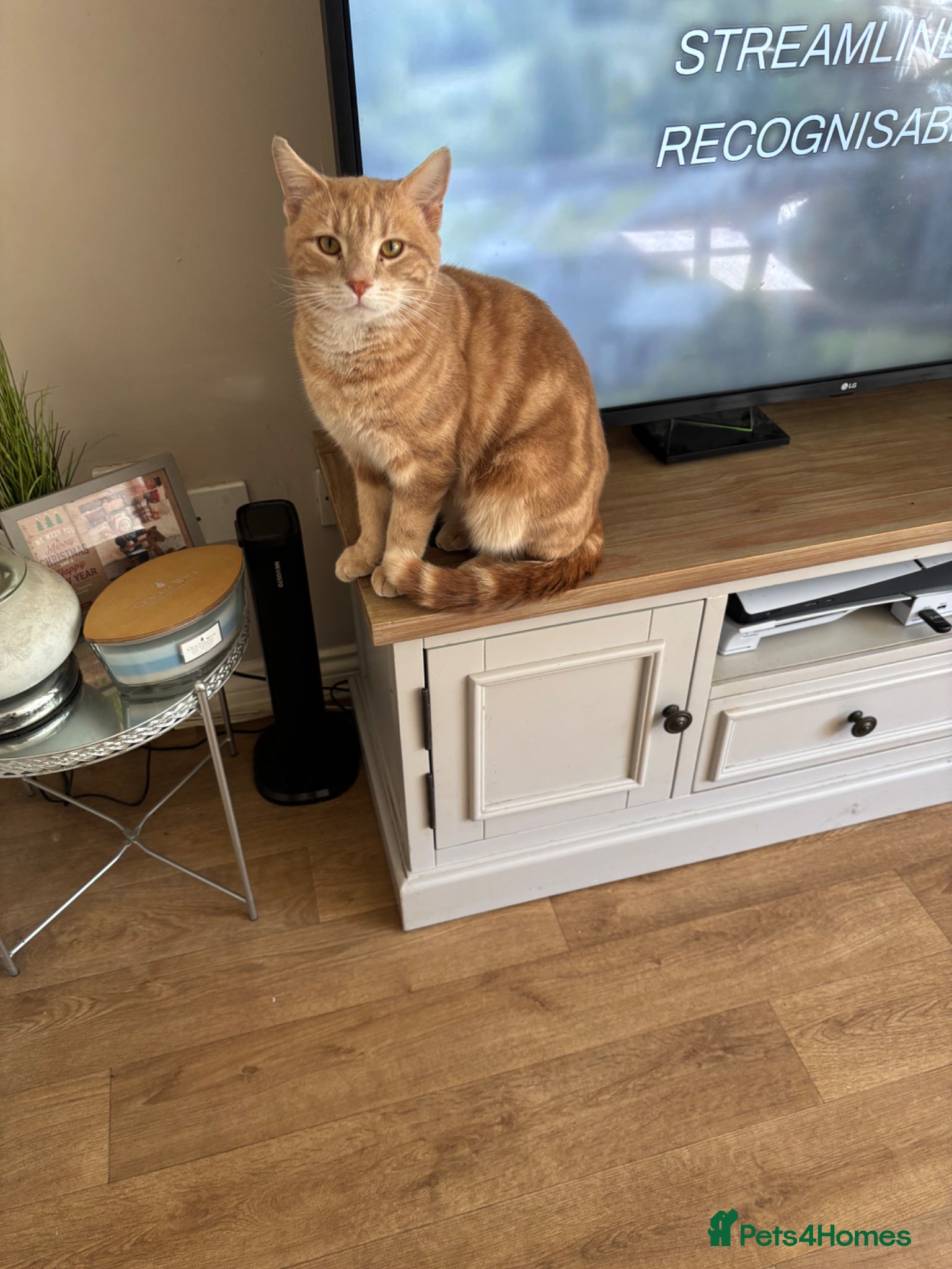 Mixed Breed cats Male  - Advert 2