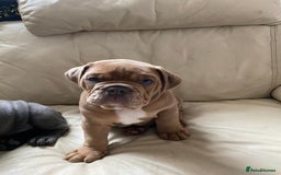 Olde English Bulldogge dogs for sale: 2 male gorgeous Ild English Bulldogs - Image 10