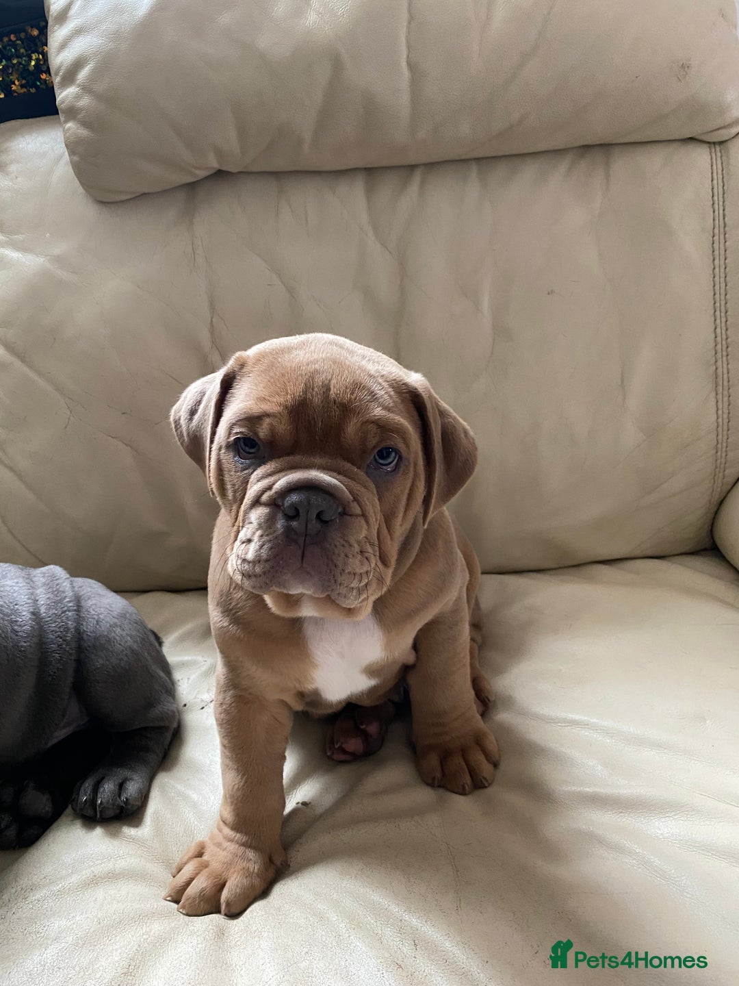 Olde English Bulldogge dogs for sale: 2 male gorgeous Ild English Bulldogs - Image 10