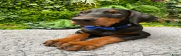 Dobermann dogs for sale: *KC REGISTERED* HEALTH TESTED DOBERMAN PUPPIES - Advert 5