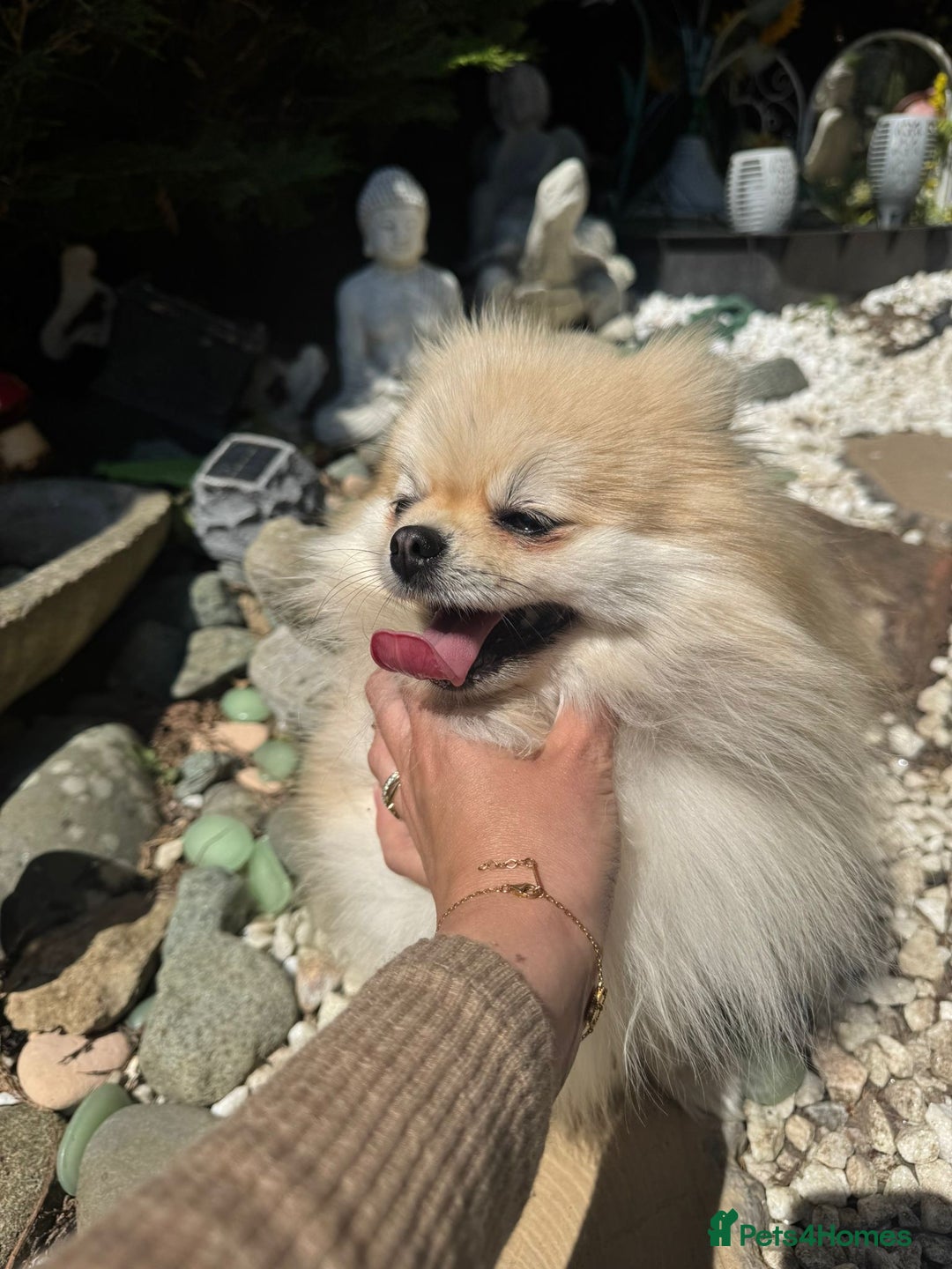 Pomeranian dogs for sale: Beautiful small Pomeranian girl cream colour  - Image 9