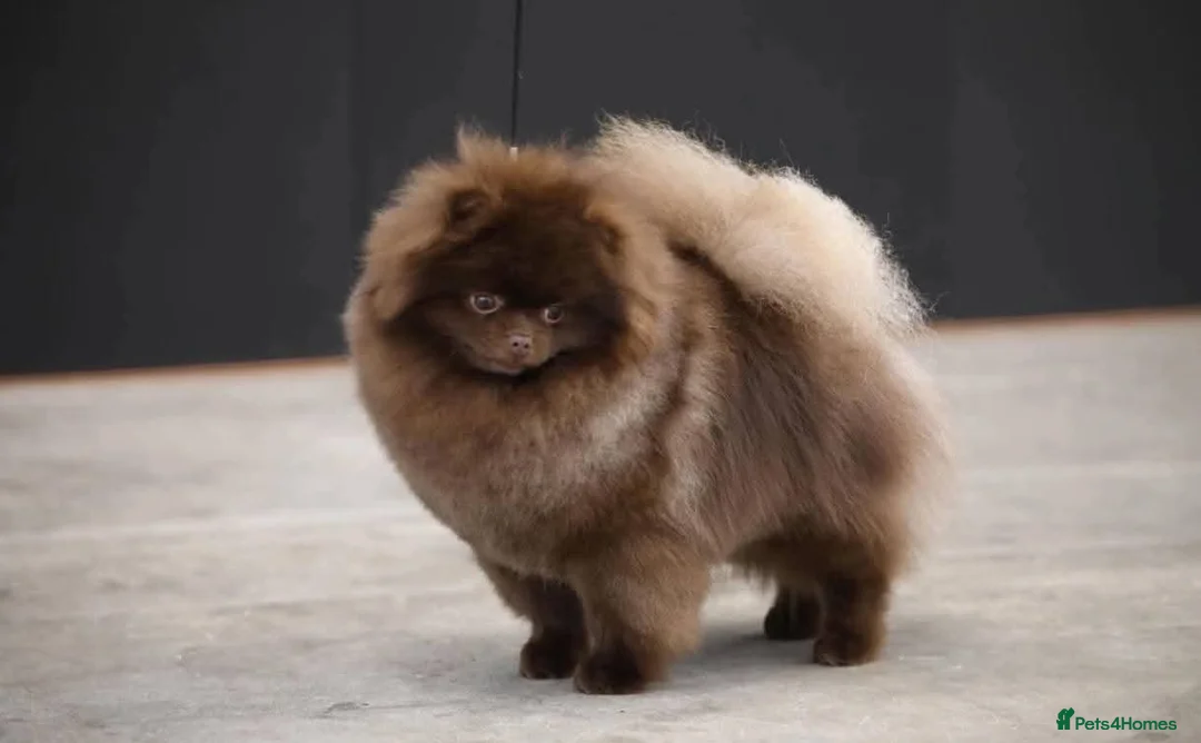 Pomeranian dogs for sale: Beautiful light chocolate male - Advert 2