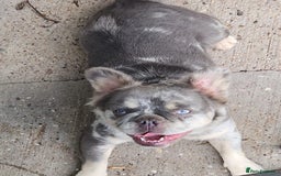 French Bulldog dogs for sale: Female visual fluffy, tri merle girl - Image 2