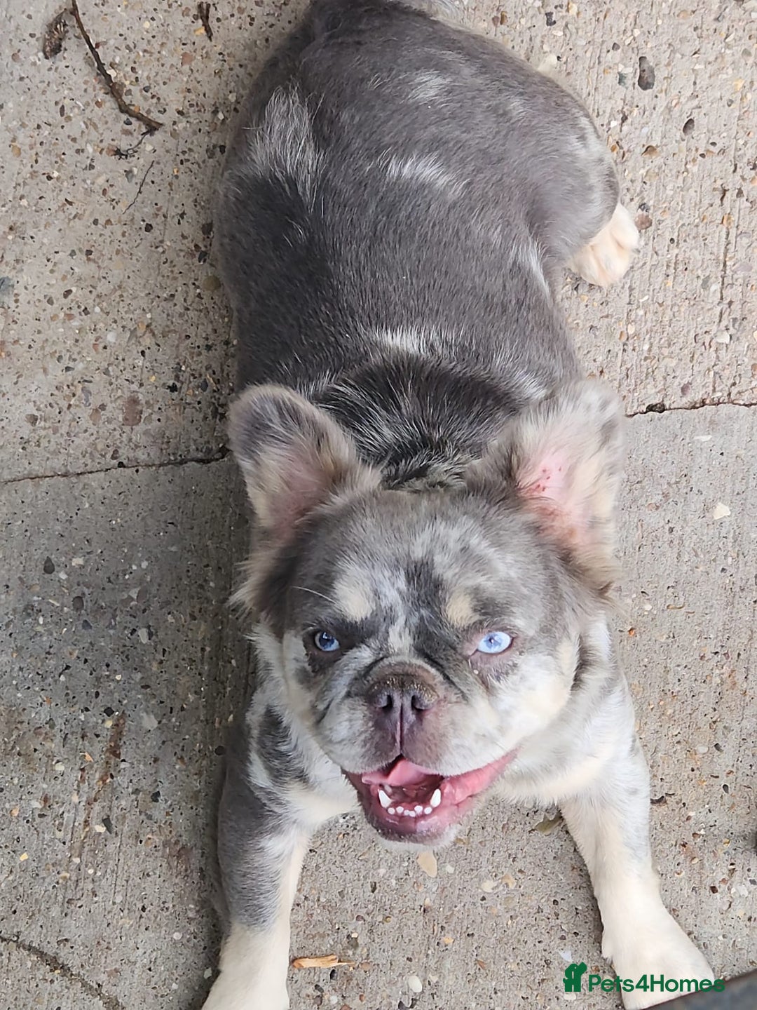 French Bulldog dogs for sale: Female visual fluffy, tri merle girl - Image 2