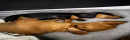 Miniature Dachshund dogs for sale: Stunning mini dachshund girl - Advert 3