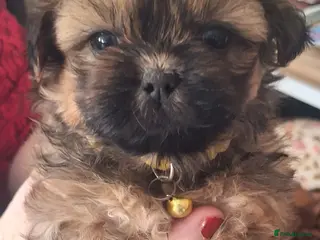Mixed Breed dogs Shih-Tzu X Puppies - Advert 11