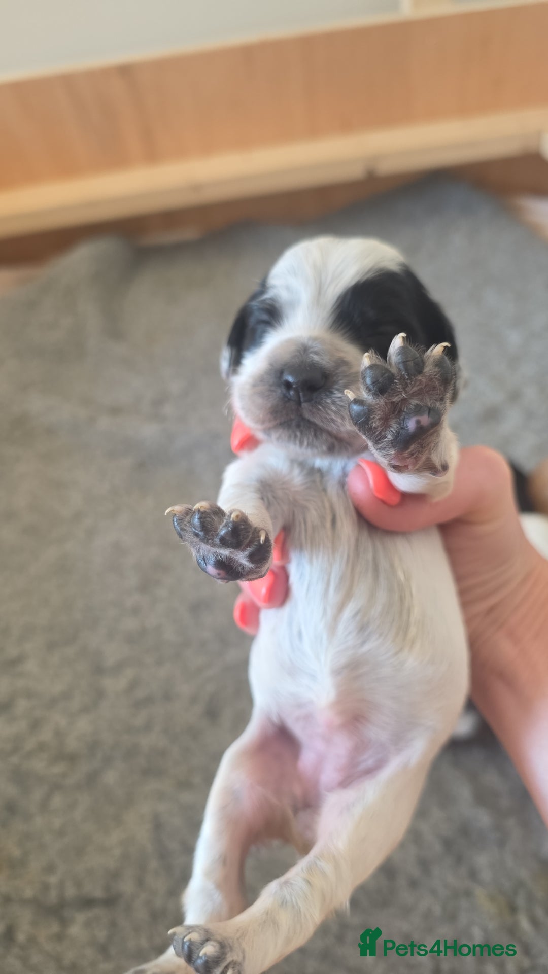 Cocker Spaniel dogs for sale: 🐾 Working Cocker Spaniel Puppies for Sale £800  - Image 27