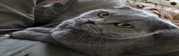 Mixed Breed cats for sale: Lovely mixed kittens in Swansea - Advert 8