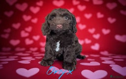 Cockapoo dogs for sale: ⭐️REDUCED⭐️ chocolate tri colour DNA clear F1 - Image 11