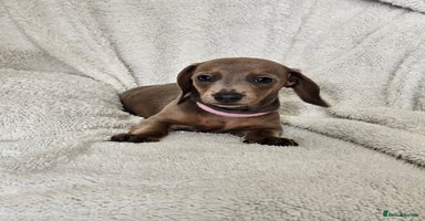 Dachshund dogs - Advert 3
