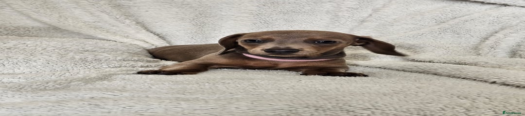 Dachshund Puppy 5