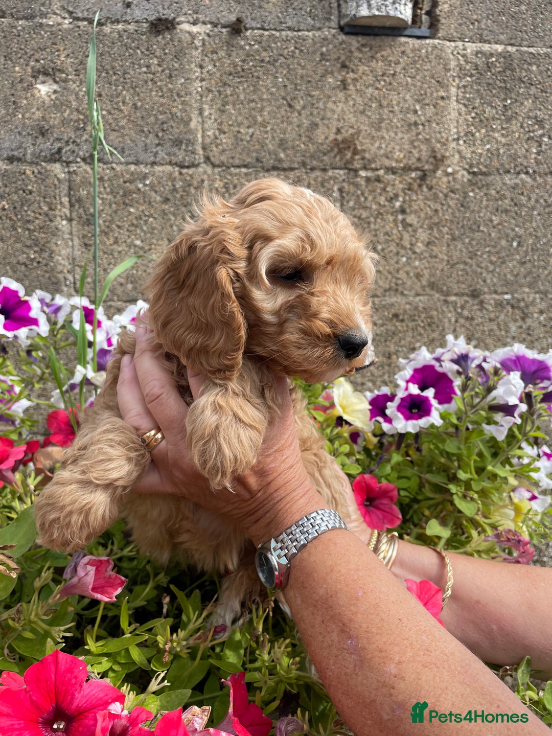 Cockapoo dogs for sale: QUALITY SMALL COCKERPOOS. - Image 12