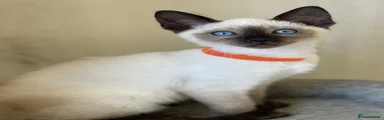 Siamese 1