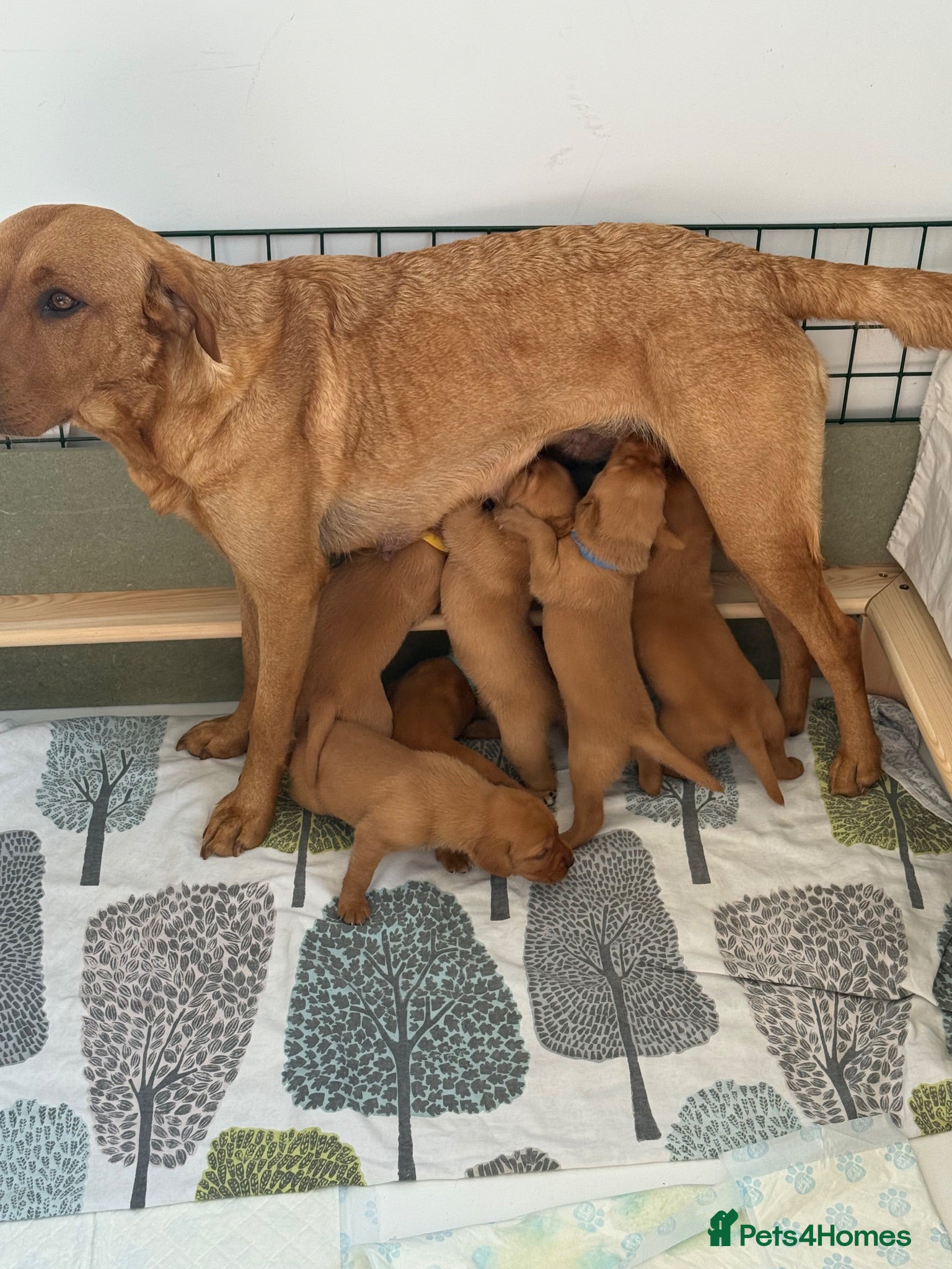 Labrador Retriever dogs  Fox red Labradors - Advert 2