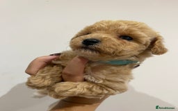 Poochon dogs for sale: F1B Poochon’s - Image 4