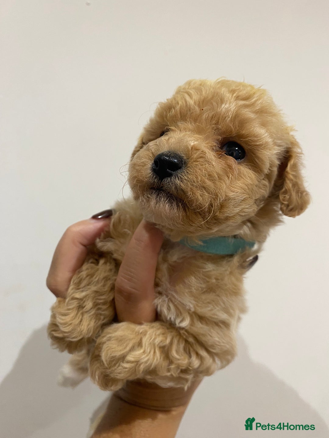 Poochon dogs for sale: F1B Poochon’s - Image 4