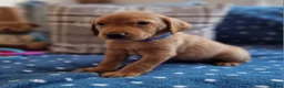 Springador dogs for sale: Wonderful Springador Puppies  - Advert 23