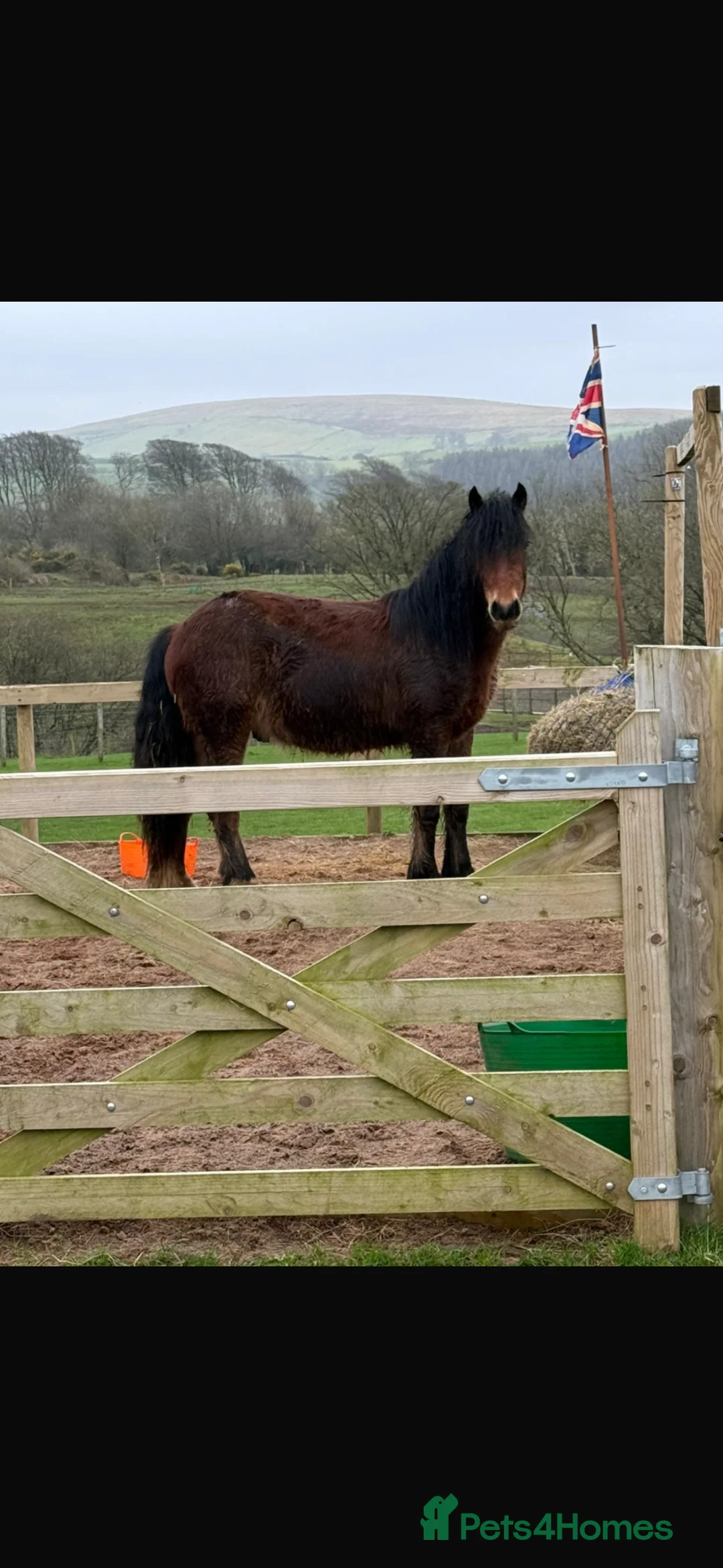 Irish Cob horses for sale: 3 year old gelding  - Advert 1