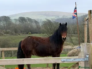 Irish Cob horses 3 year old gelding - Advert 1