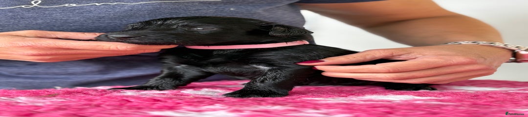 Flat coated Retriever