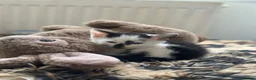 British Longhair cats for sale: Kittens - Advert 5