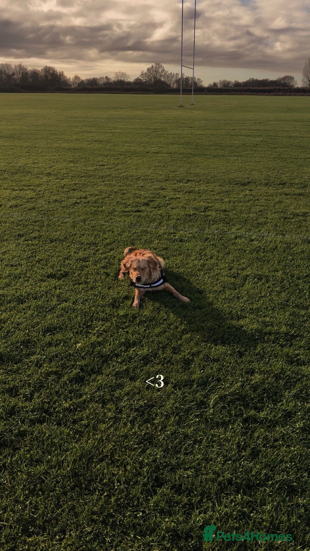 Golden Retriever dogs for sale: Golden retriever pup  - Advert 2