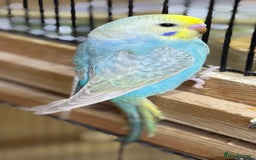 Budgerigars birds for sale: Rainbow budgie hand reared  - Image 13