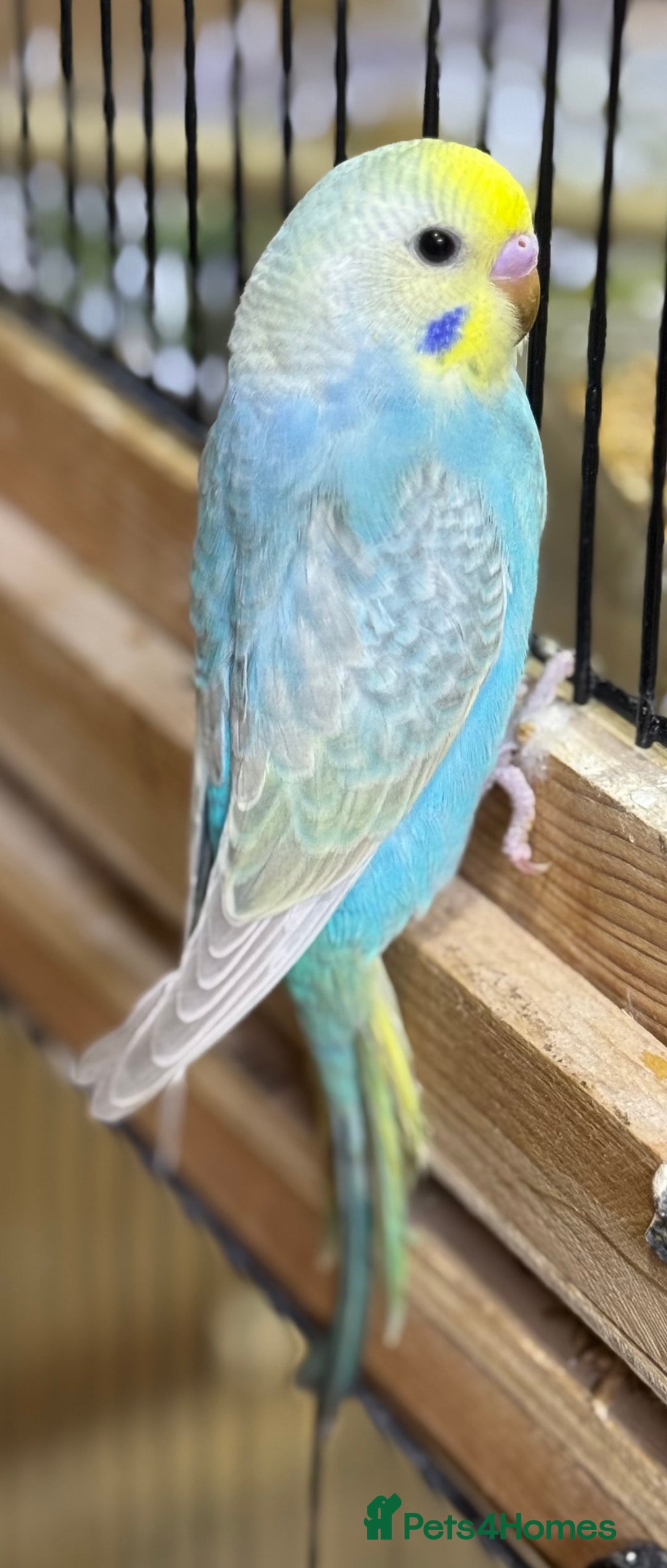 Budgerigars birds for sale: Rainbow budgie hand reared  - Image 13
