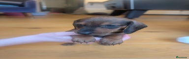 Miniature Dachshund Puppy 2