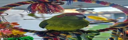 Parakeets birds for sale: Kakarikis - Advert 4