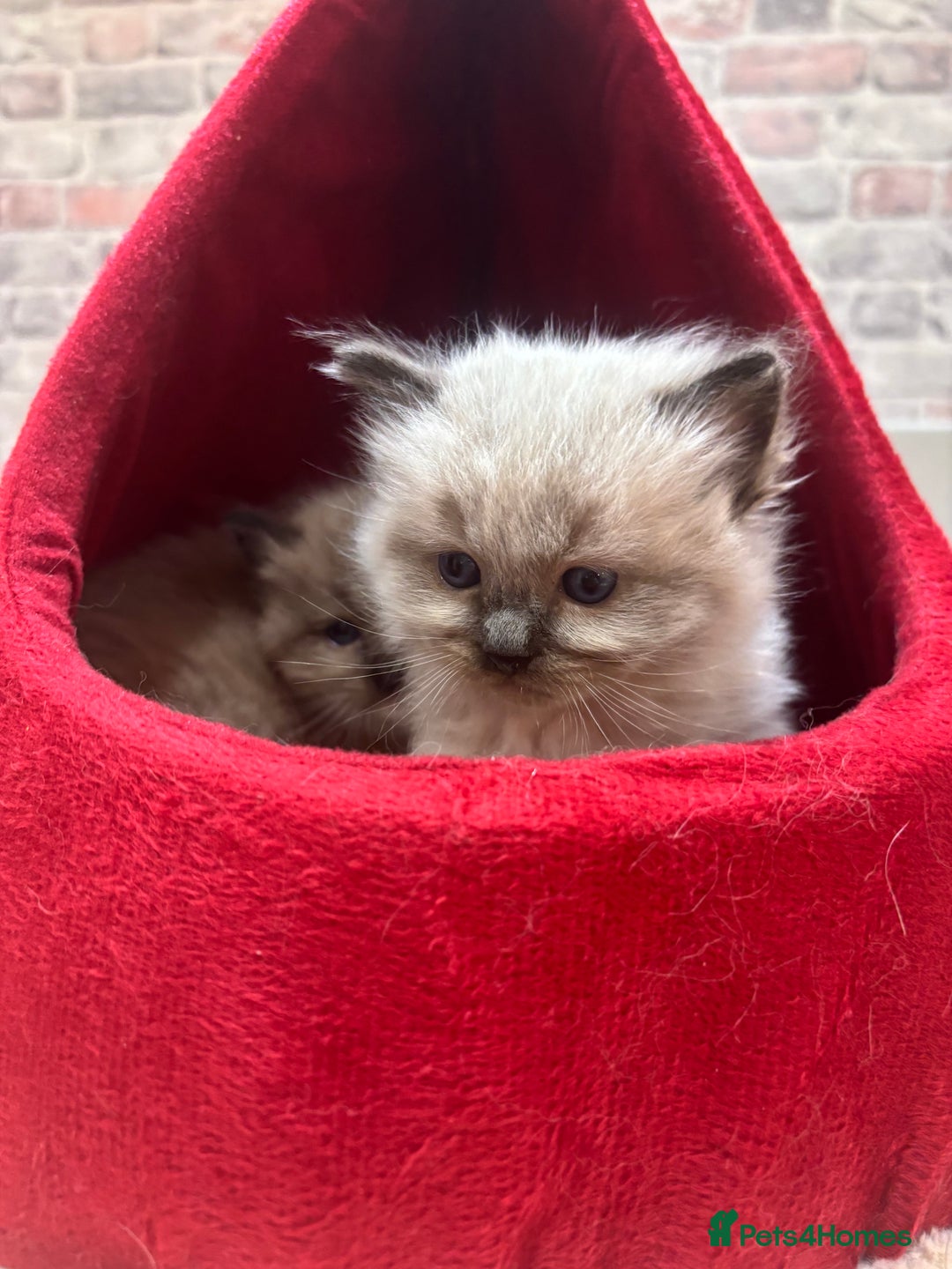 Ragdoll cats for sale: Gorgeous Ragdoll Seal Mink kittens TICA Registered - Advert 6