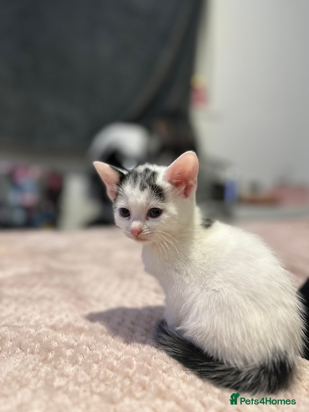 Domestic Shorthair cats for sale: Adorable Black & White Domestic Shorthair Kittens - Image 9