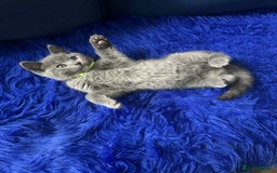 British Shorthair cats for sale: Shorthair Kittens for Sale - Champion Bloodline - Image 1